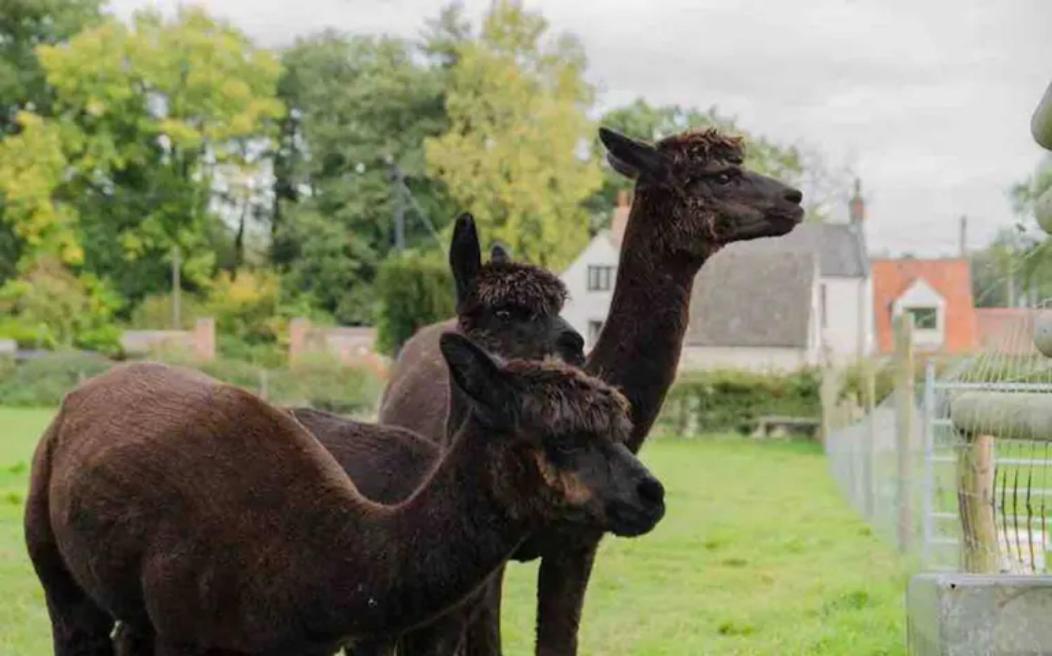 Cosy Pet Friendly Victorian Coachhouse Near Nature Walks On Norfolk Broads, With Fire Pit, Bbq & Alpacas Villa Ranworth Dış mekan fotoğraf